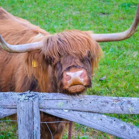 & Glamping Ex Cvet Gora 3* ゴレンスカ地方