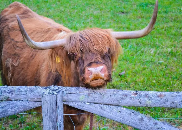 Camping&glamping Ex Cvet Gora 3* Zgornje Jezersko